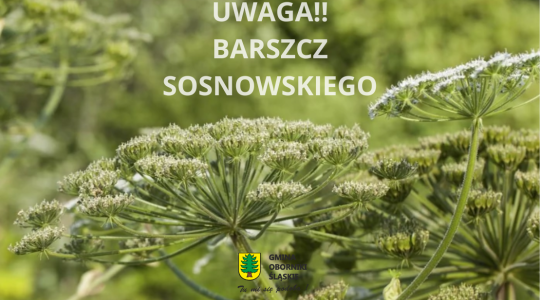 Uwaga!! Barszcz Sosnowskiego!!